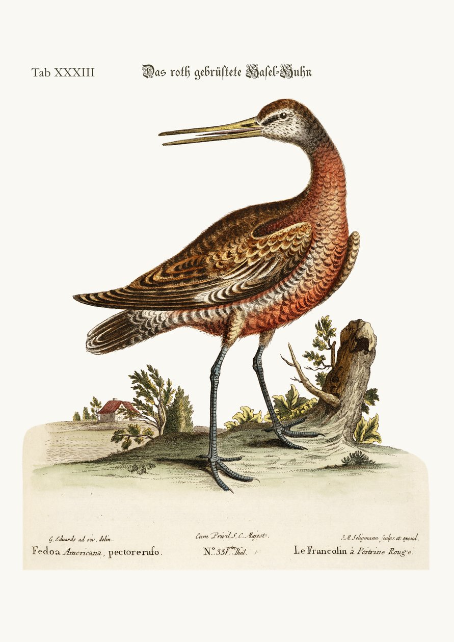 Godwit czerwonodzioby, 1749-73 autorstwa George Edwards