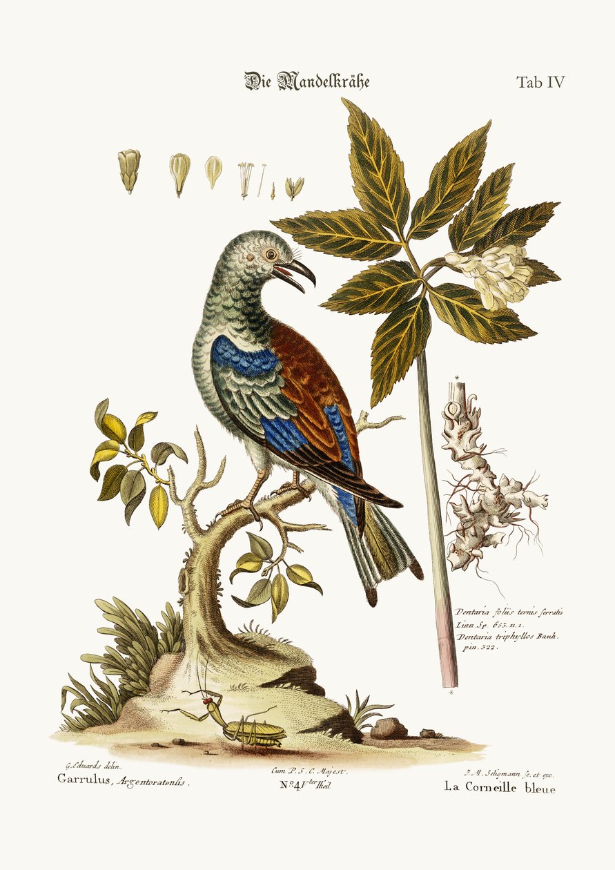 Wałek, 1749-73 autorstwa George Edwards