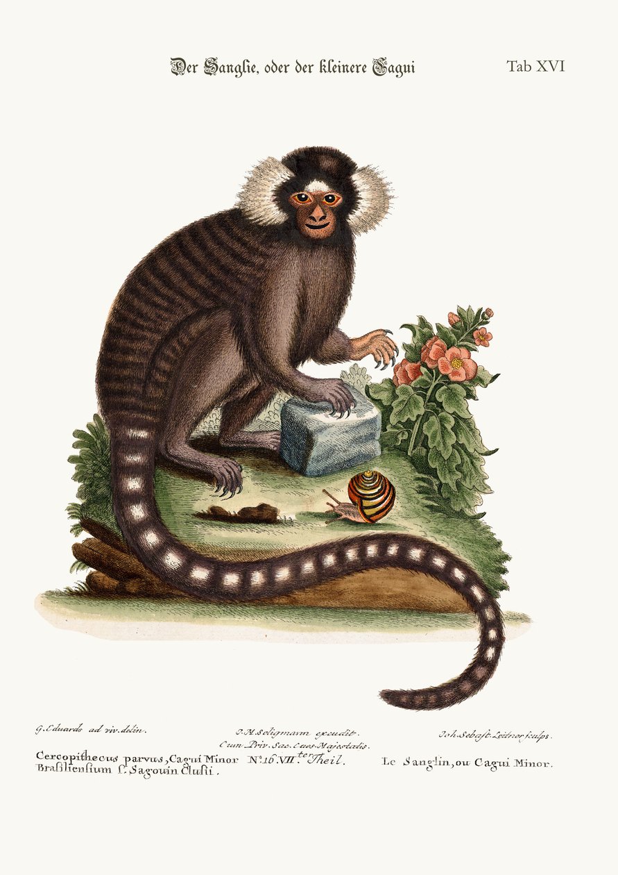 Sanglin, lub Cagui Minor, 1749-73 autorstwa George Edwards