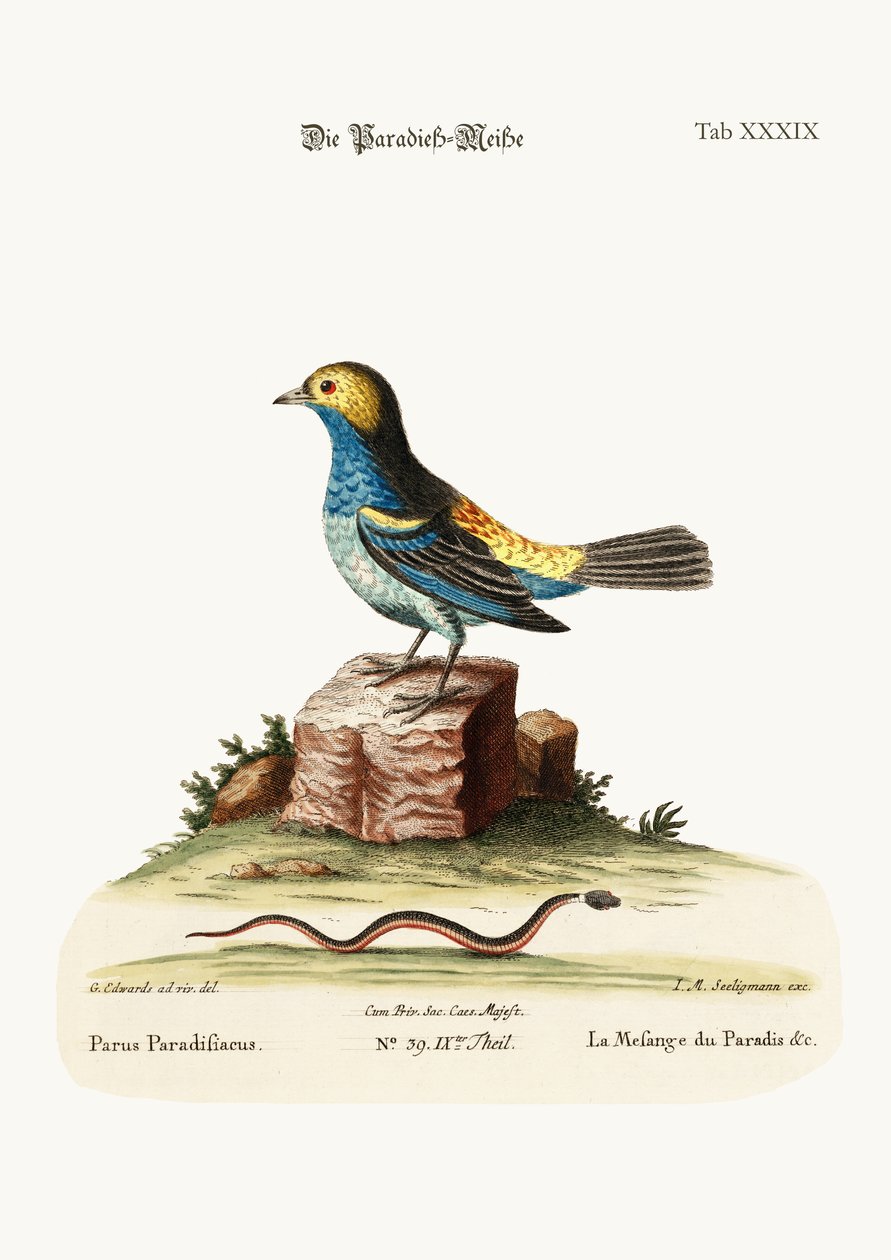 Sikora-mysz Raju, 1749-73 autorstwa George Edwards