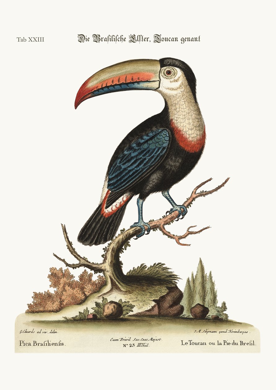 Tukan lub brazylijski Pye, 1749-73 autorstwa George Edwards