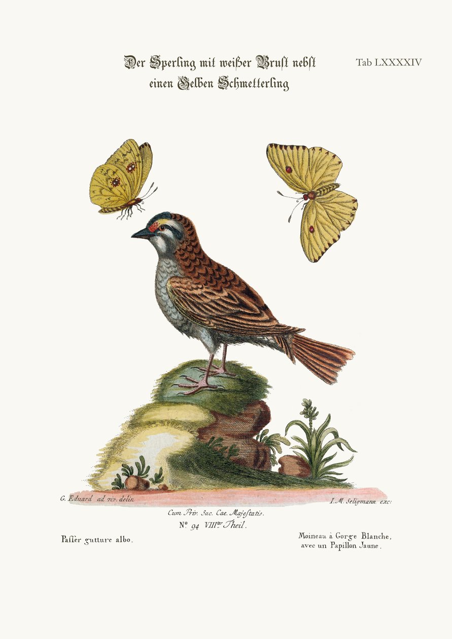 Wróbel białogardły i żółty motyl, 1749-73 autorstwa George Edwards