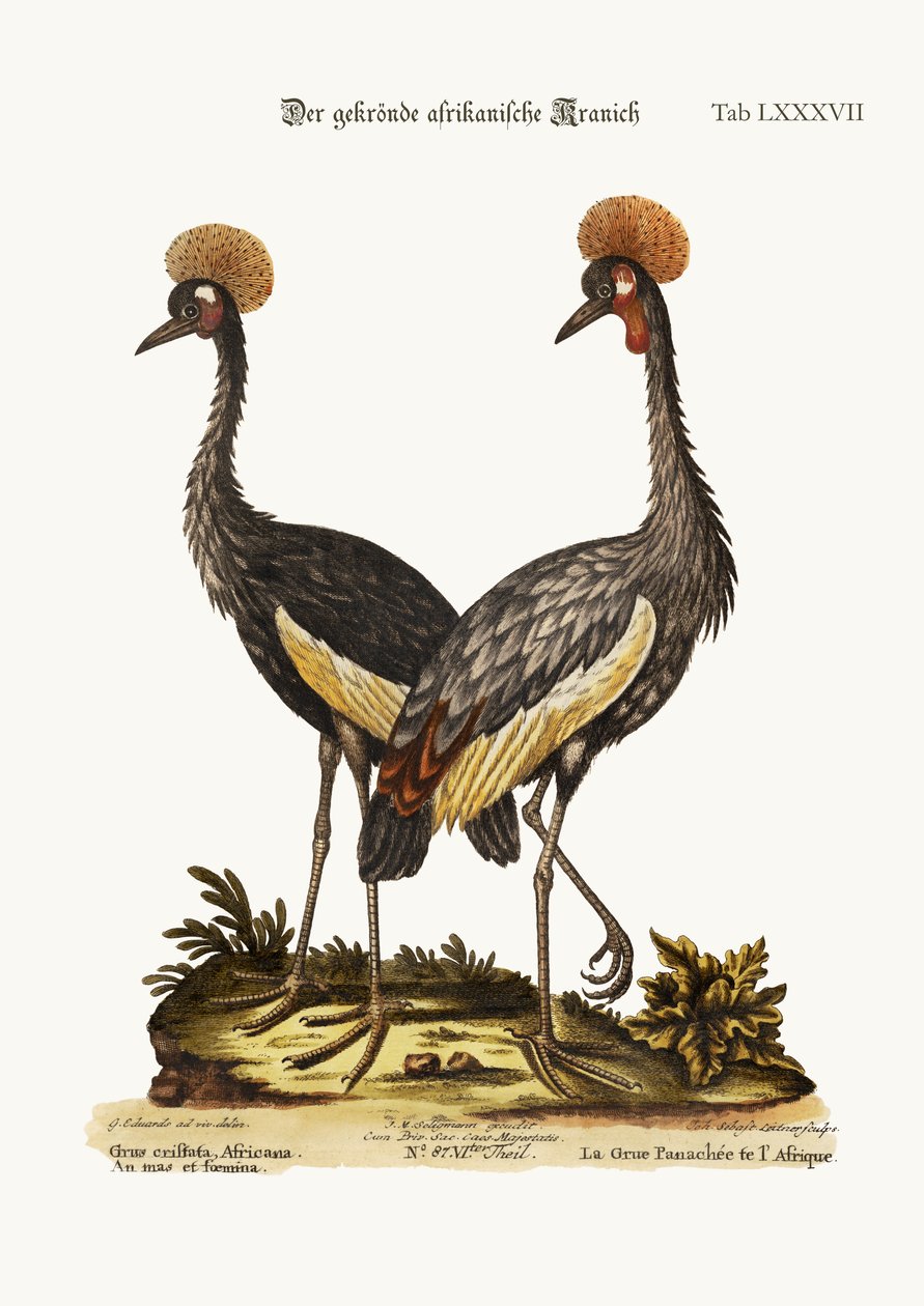 Koronowany żuraw afrykański, 1749-73 autorstwa George Edwards