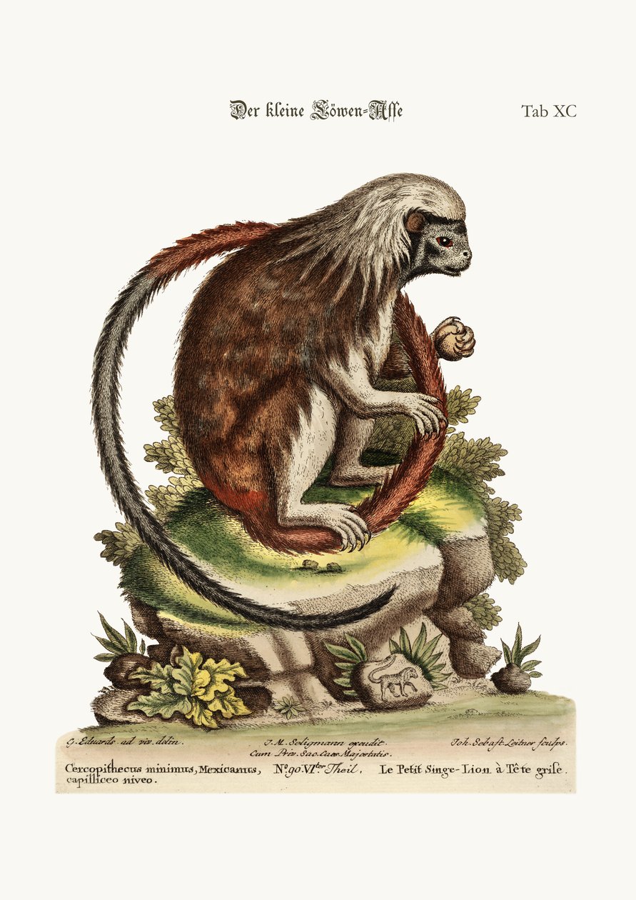 Mały Lew-Małpa, 1749-73 autorstwa George Edwards