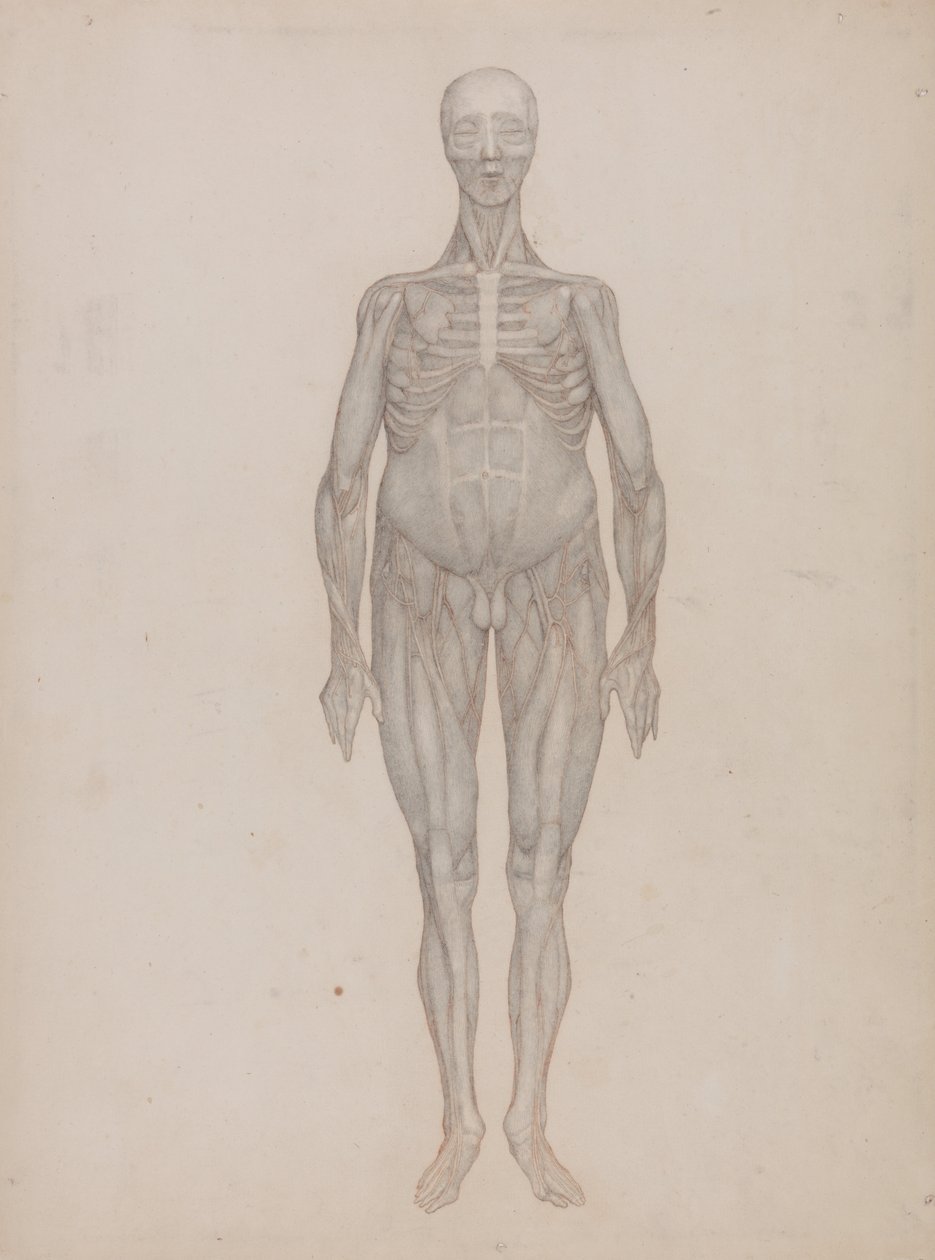 Porównawcza ekspozycja anatomiczna budowy ciała ludzkiego z ciałem tygrysa i ko... autorstwa George Stubbs