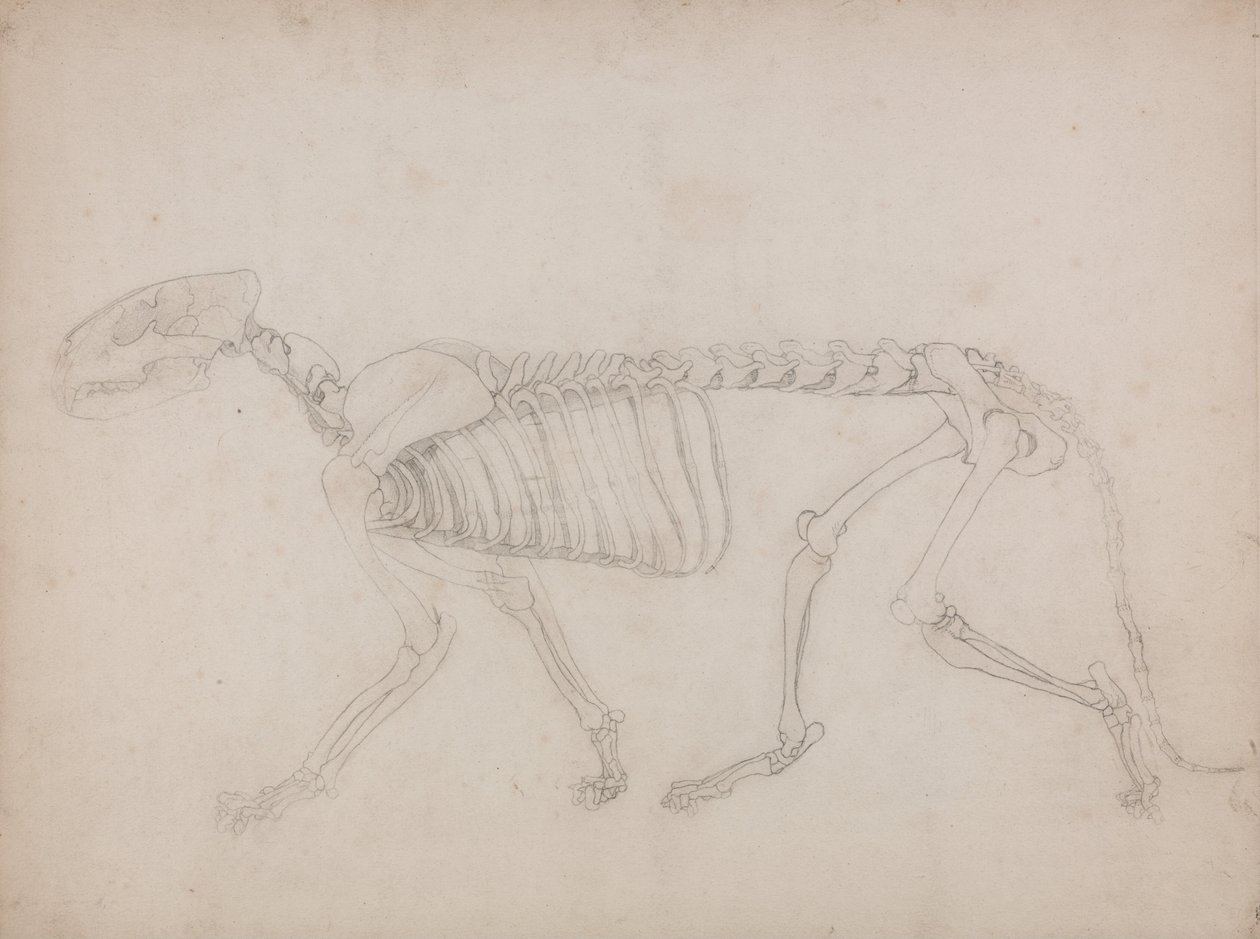 Porównawcza anatomiczna ekspozycja budowy ciała ludzkiego z ciałem tygrysa i ko... autorstwa George Stubbs