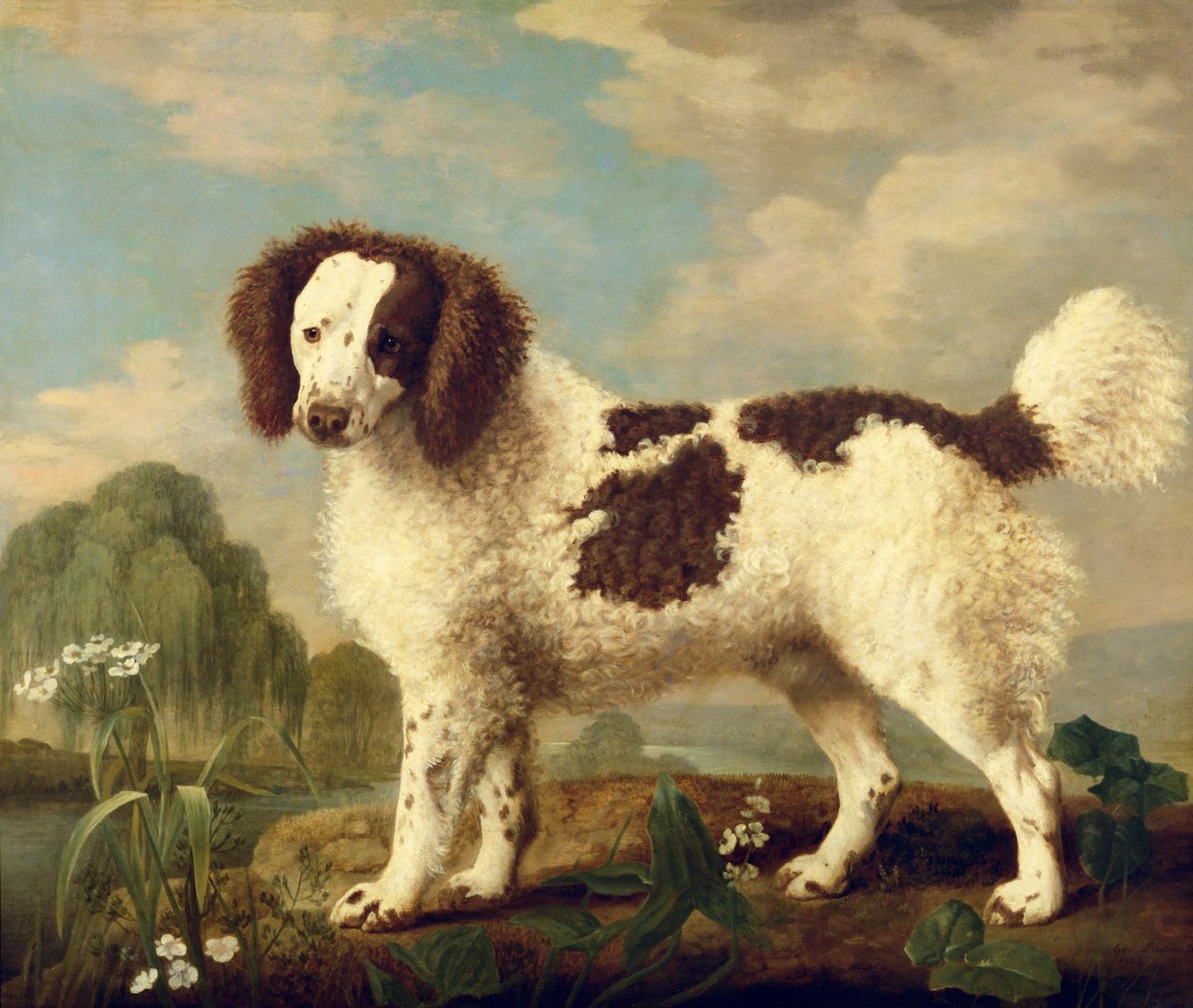 Brązowo-biały Norfolk lub spaniel wodny, 1778 autorstwa George Stubbs