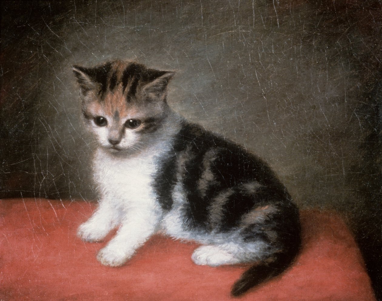 Kotek panny Ann White, 1790 autorstwa George Stubbs
