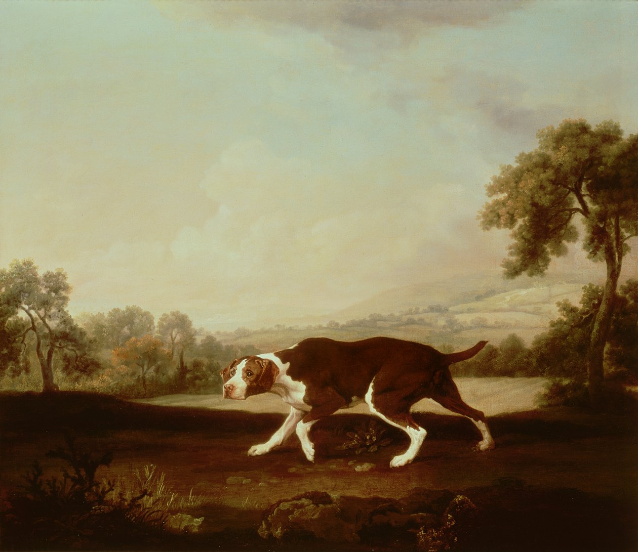 Hiszpański wskaźnik autorstwa George Stubbs