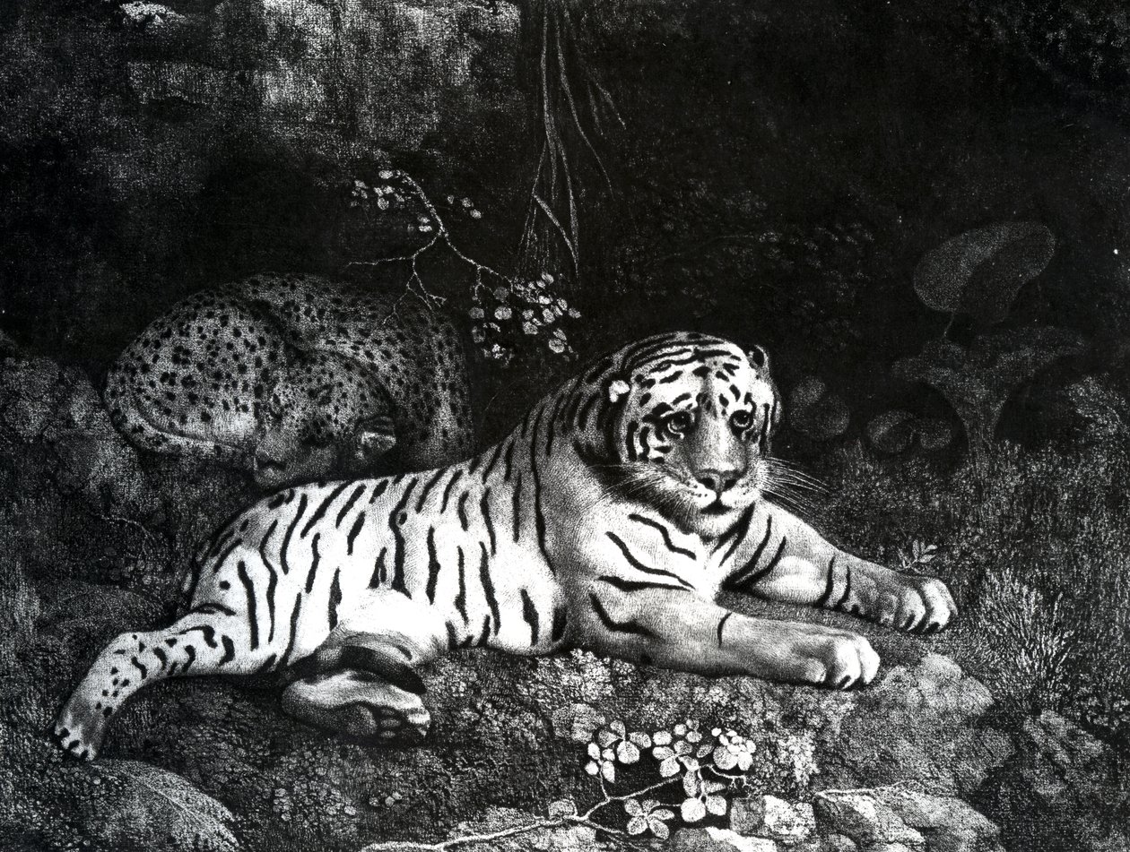 Dwa Tygrysy, 1788 autorstwa George Stubbs