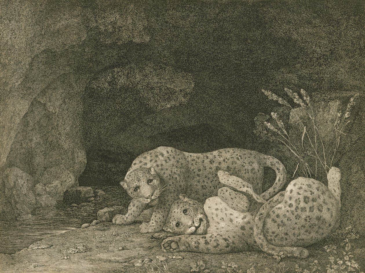 Tygrysy w Play, grawerowane przez artystę, wyd. 1789 autorstwa George Stubbs