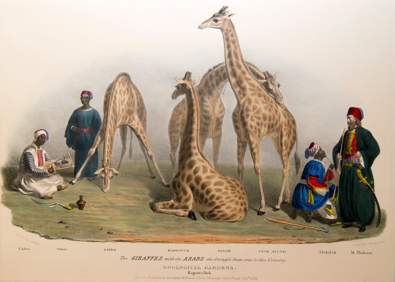 Żyrafy z Arabami, 1836 autorstwa George the Elder Scharf