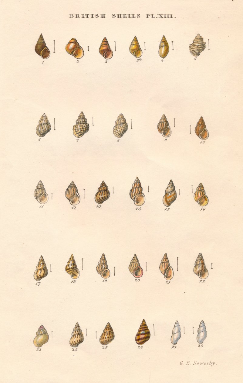 Pociski brytyjskie, c1859. autorstwa George Brettingham Sowerby