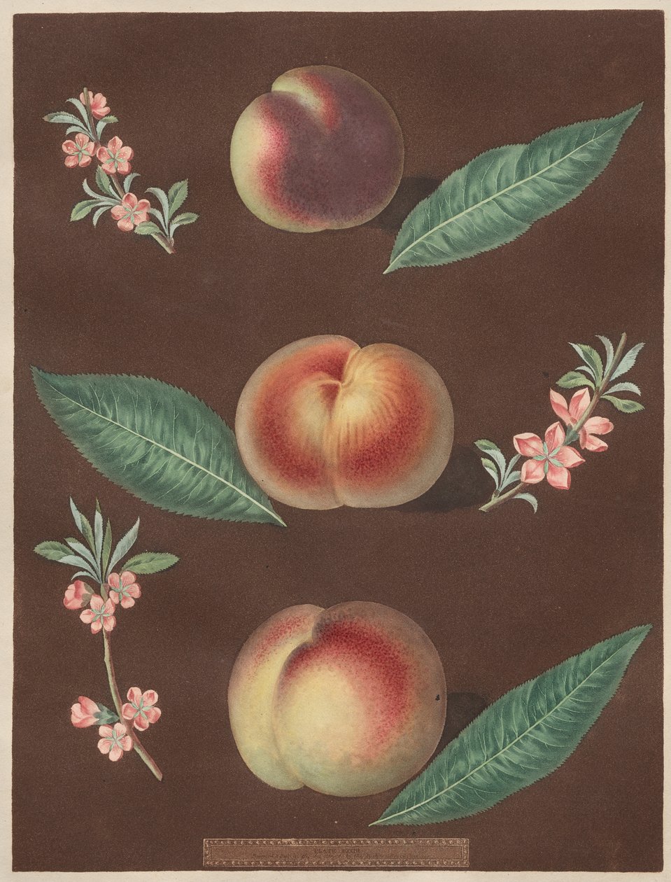 Pomona Britannica: No. 33 - Brzoskwinie autorstwa George Brookshaw