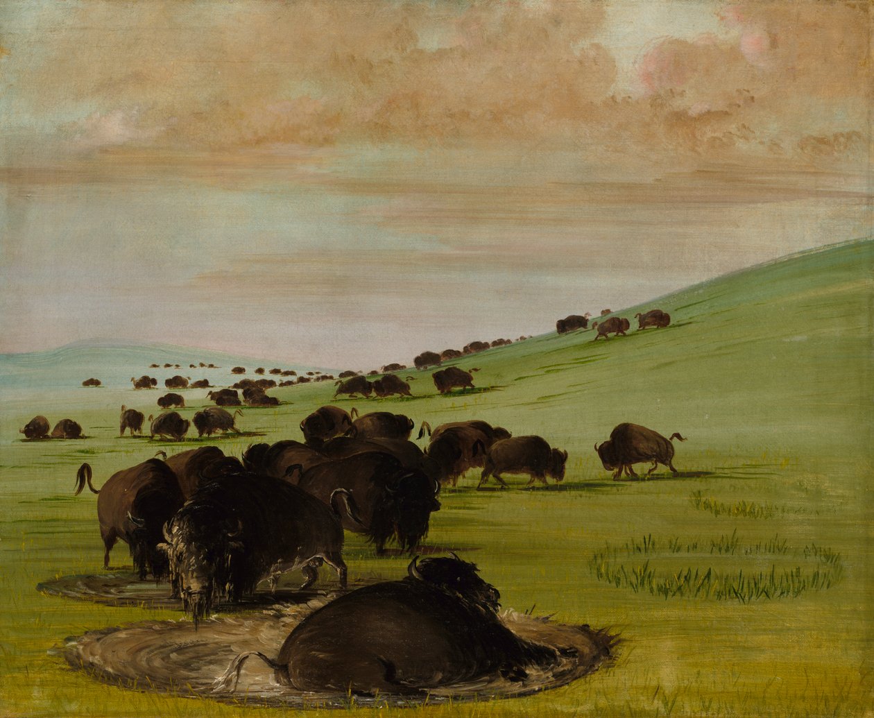 Buffalo Bulls in a Wallow, 1837-1839. autorstwa George Catlin
