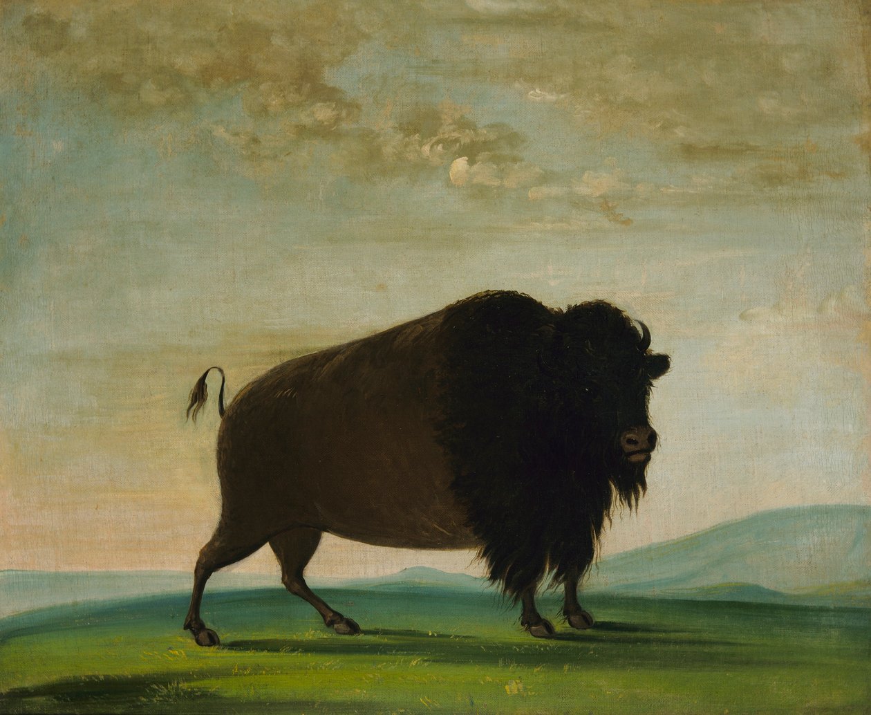 Krowa bawola, wypas na prerii autorstwa George Catlin