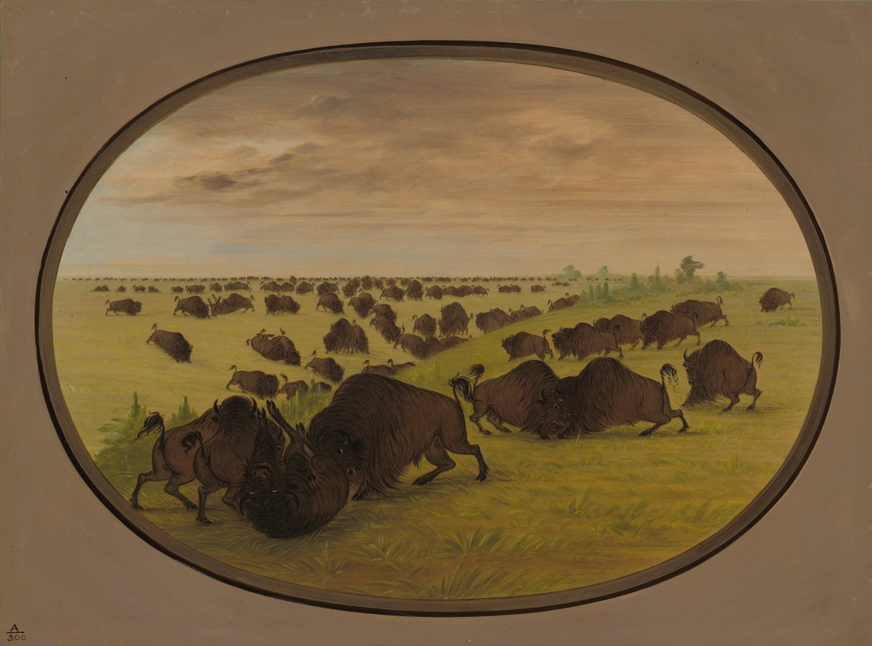 Walka byków, 18611869. autorstwa George Catlin