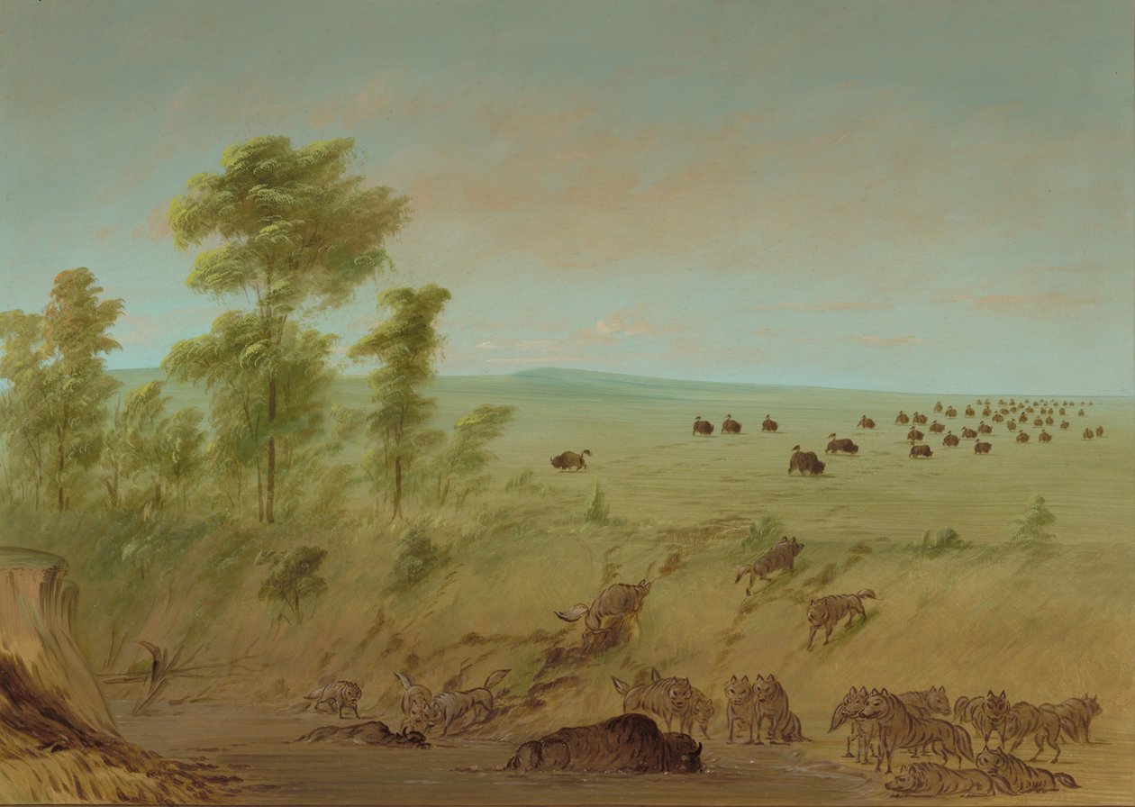 Mired Buffalo i Wilki, 18611869. autorstwa George Catlin