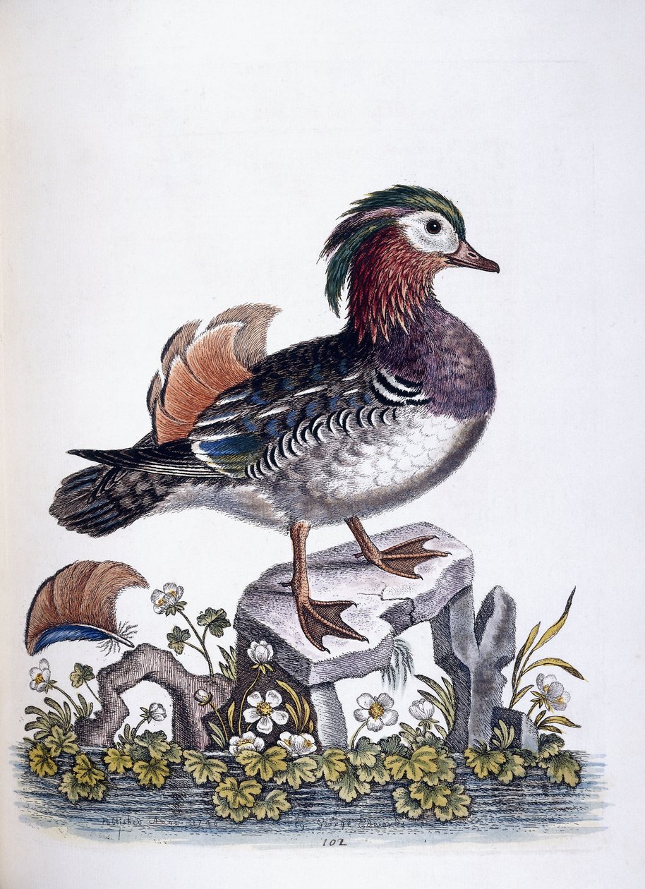Chińska cyraneczka, 1746 autorstwa George Edwards