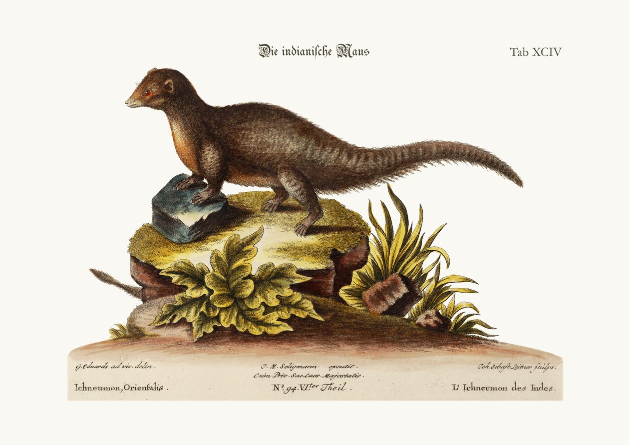 Indyjski Ichneumon, 1749-73 autorstwa George Edwards
