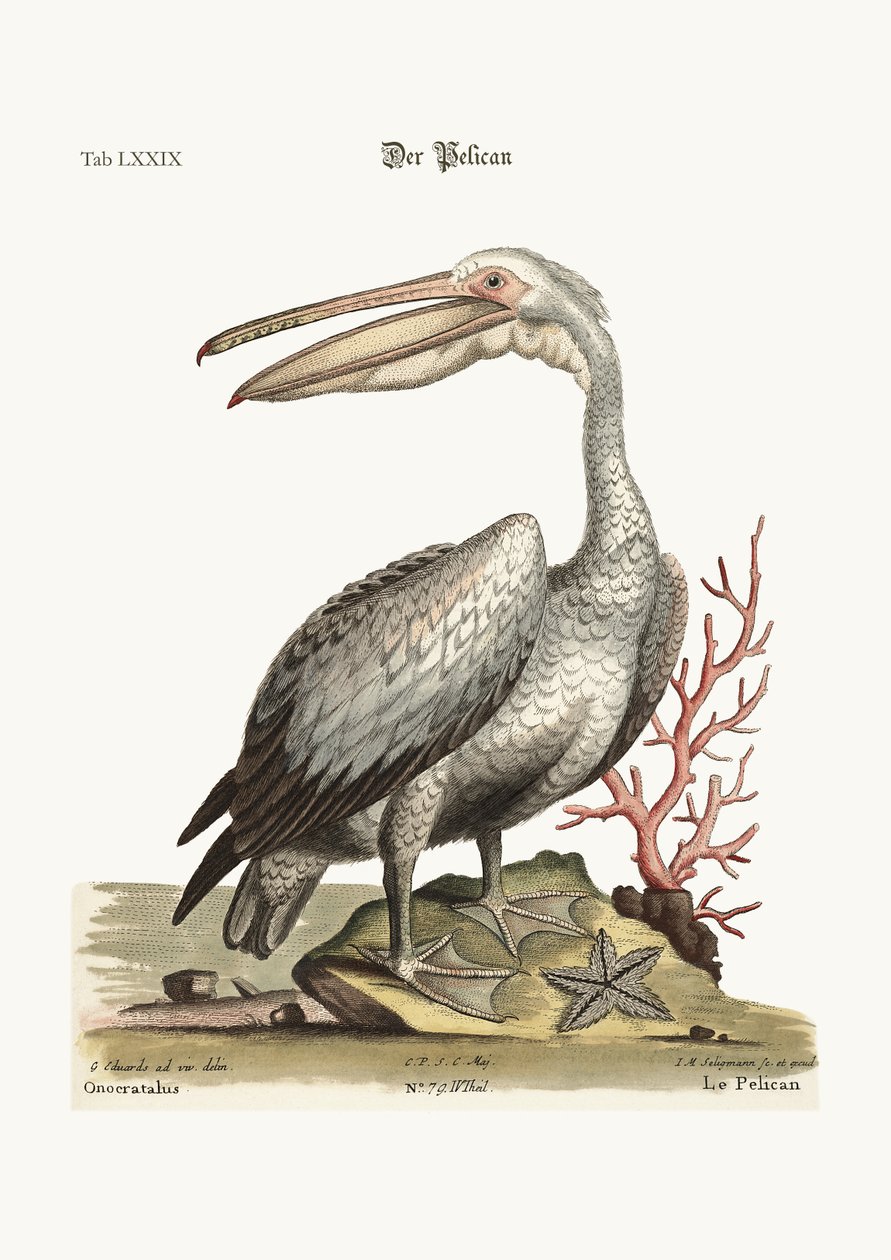 Pelikan, 1749-73 autorstwa George Edwards