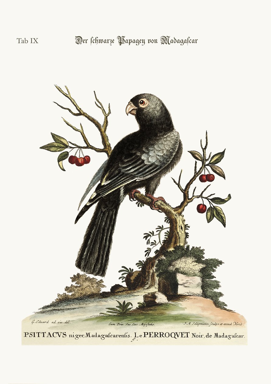 Czarna papuga z Madagaskaru, 1749-73 autorstwa George Edwards
