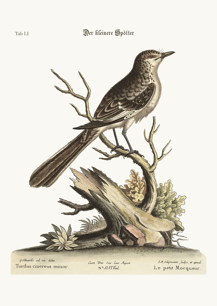 Mniejszy Mock-Bird, 1749-73 autorstwa George Edwards