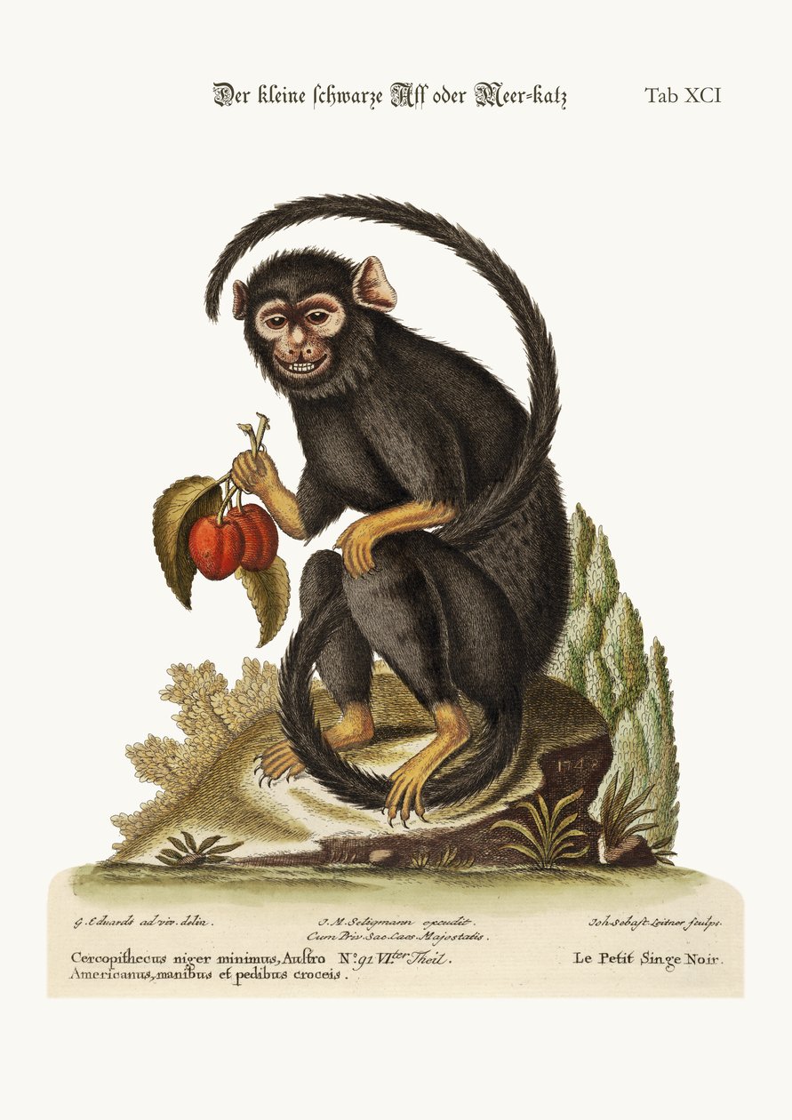 Mała Czarna Małpa, 1749-73 autorstwa George Edwards