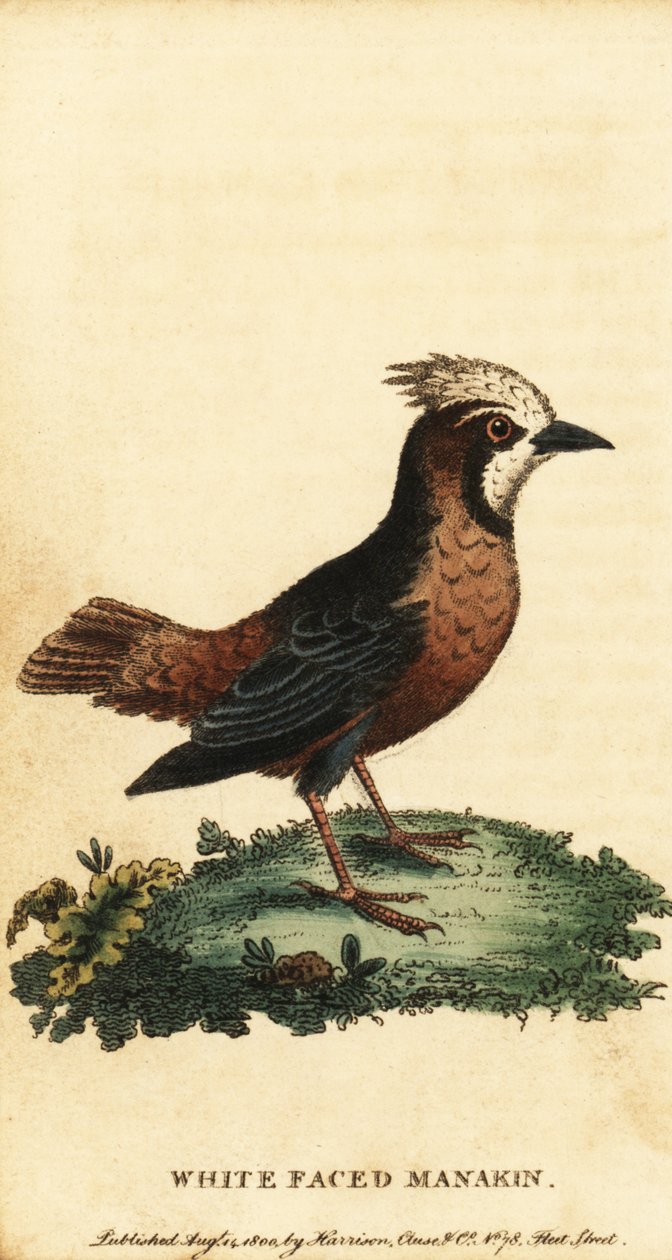 Mrówka białodzioba , Pithys albifrons., 1800 (rycina) autorstwa George Edwards