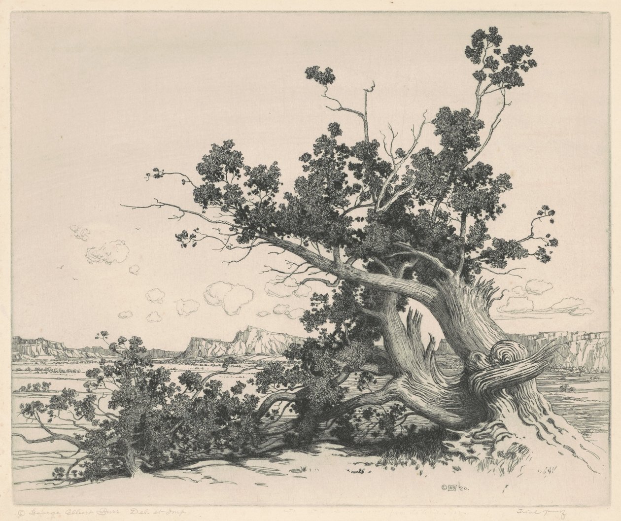 Pustynne Cedry, Nowy Meksyk autorstwa George Elbert Burr
