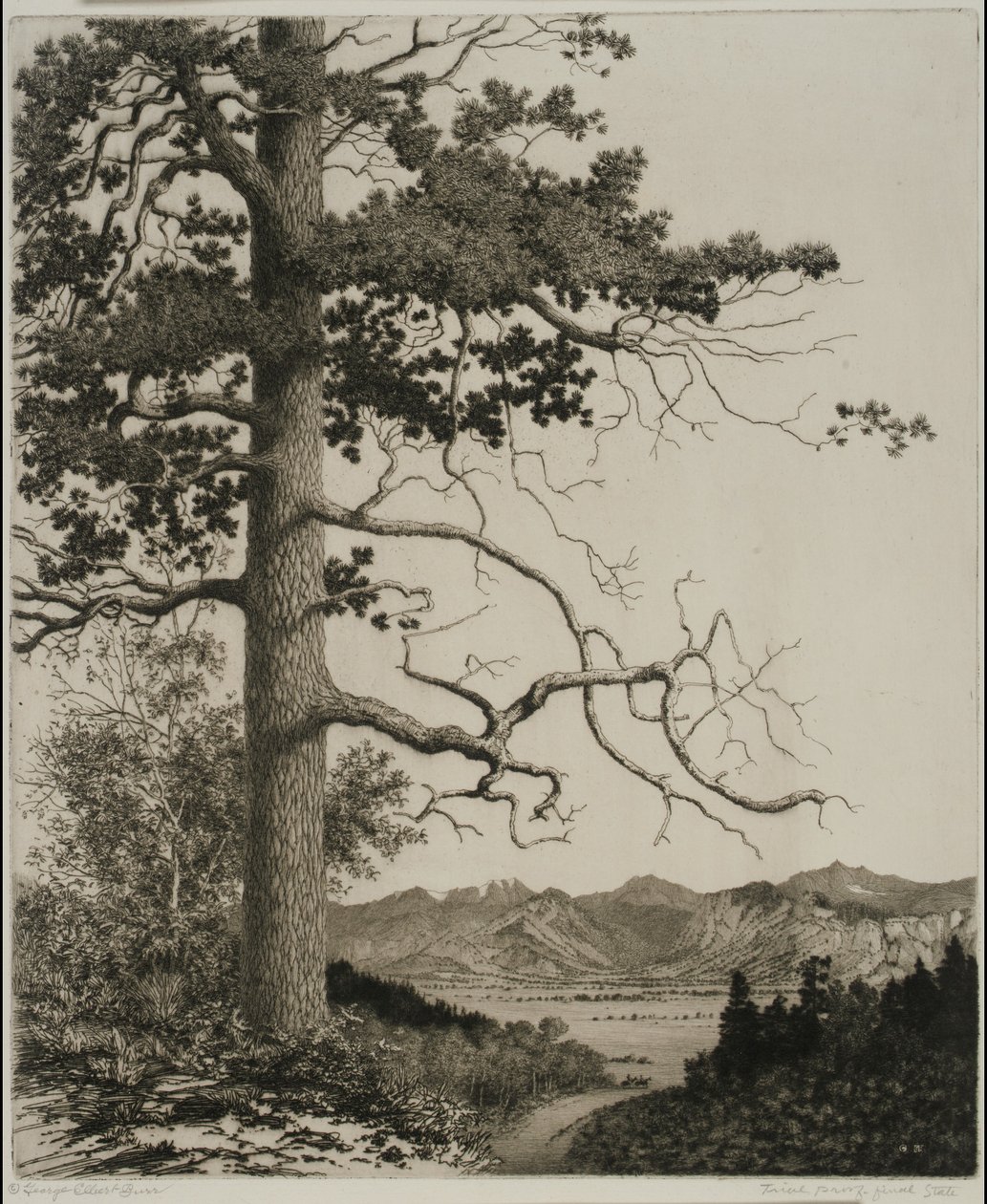 Old Pine, Estes Park autorstwa George Elbert Burr