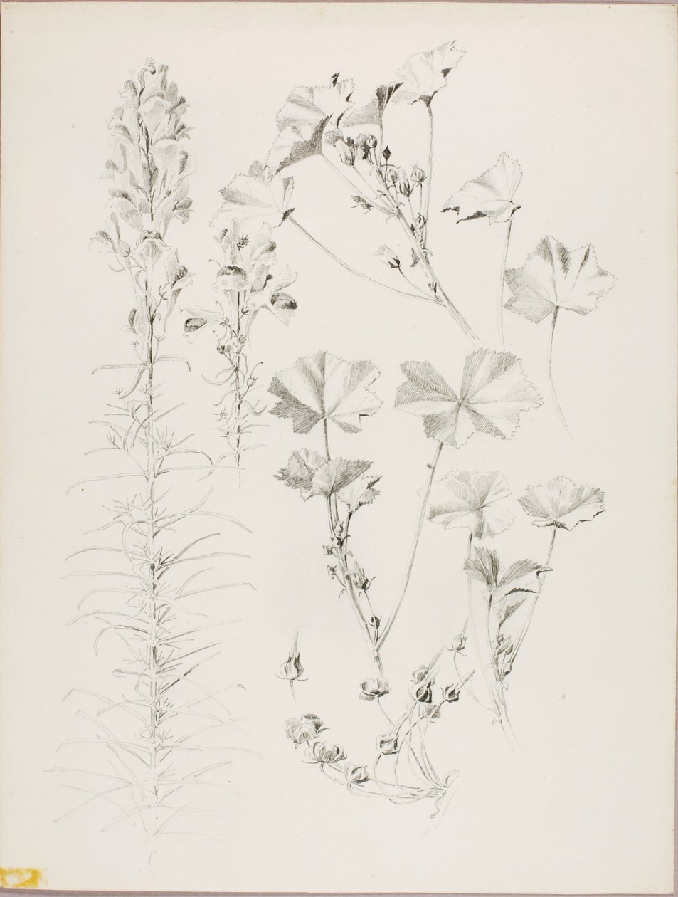 Bez tytułu (Studium botaniczne) autorstwa George Elbert Burr