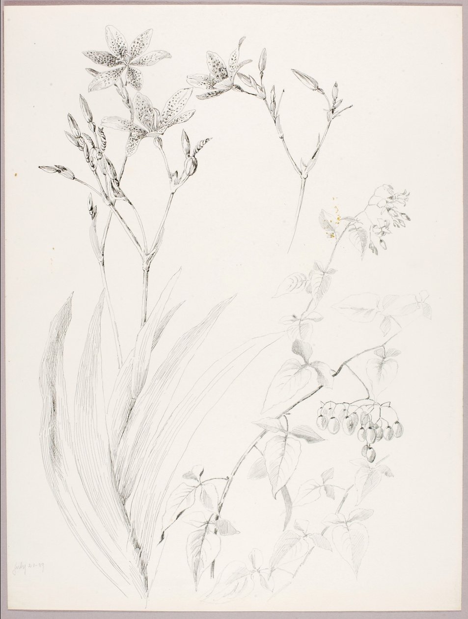 Bez tytułu (Studium botaniczne) autorstwa George Elbert Burr