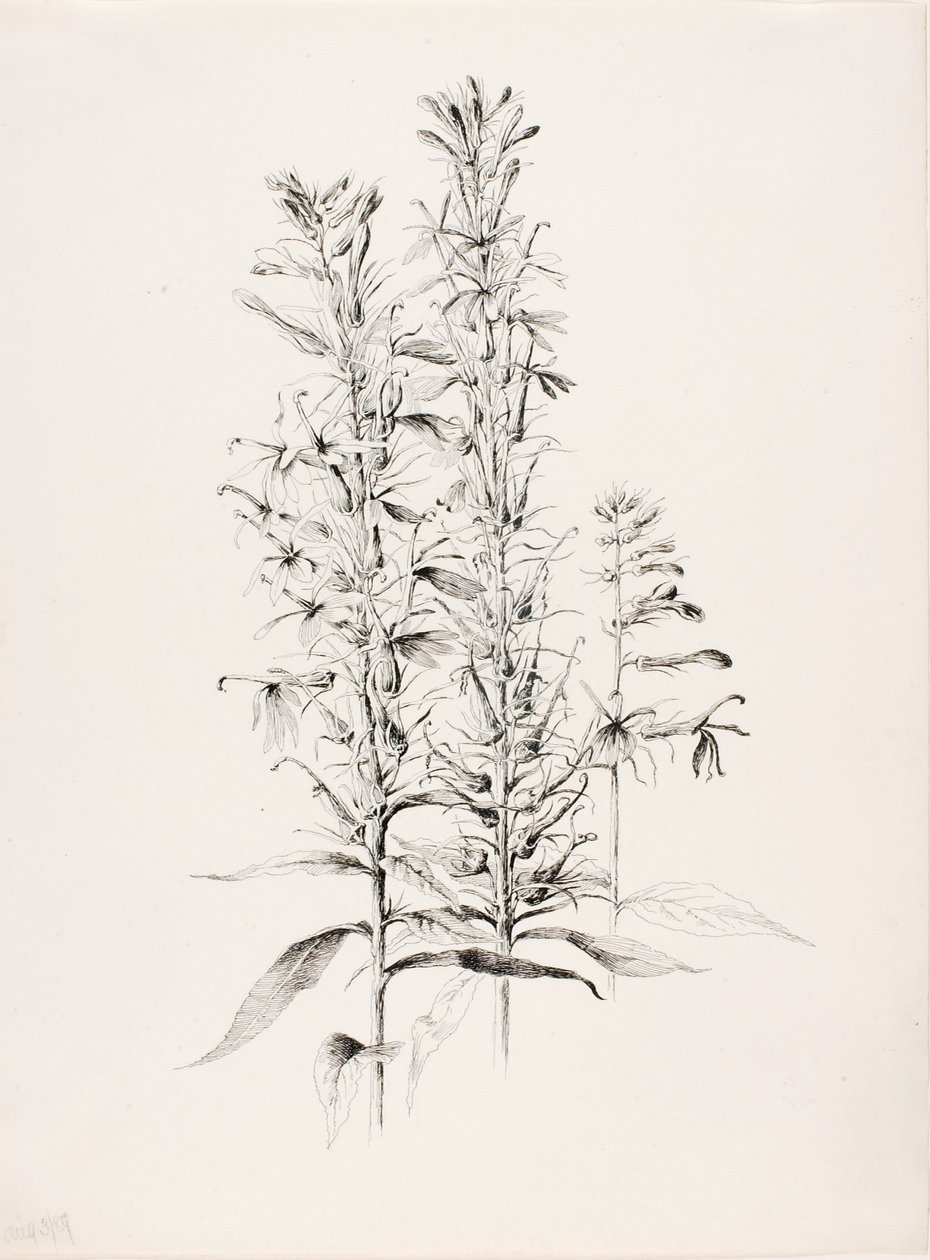 Bez tytułu (Kwiat kardynała, Lobelia Cardinalis) autorstwa George Elbert Burr