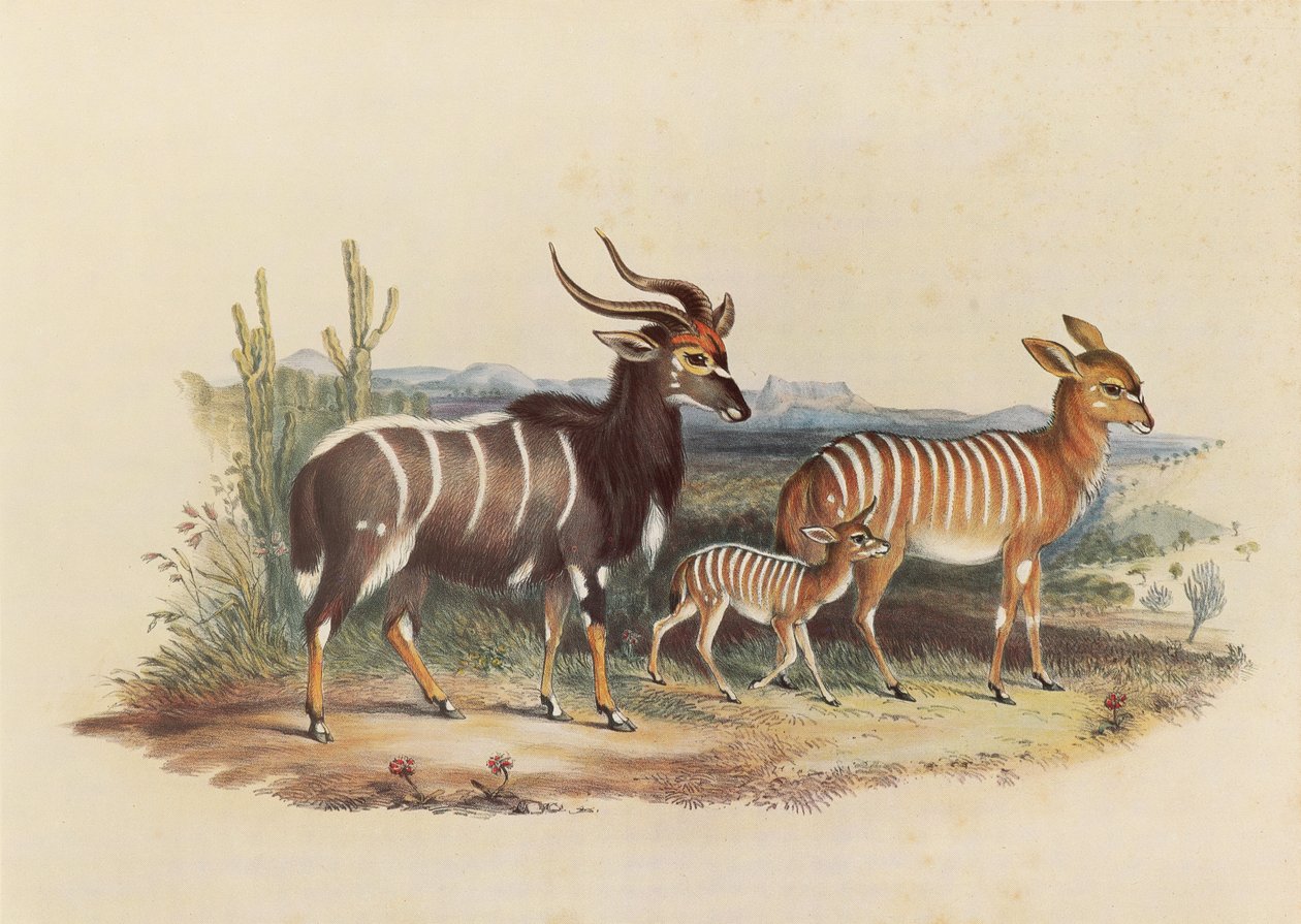Nyala autorstwa George French Angas