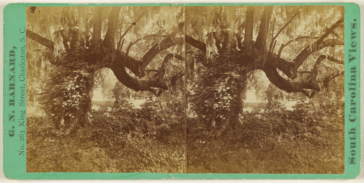 [Live Oaks, cmentarz Magnolia]. autorstwa George N. Barnard