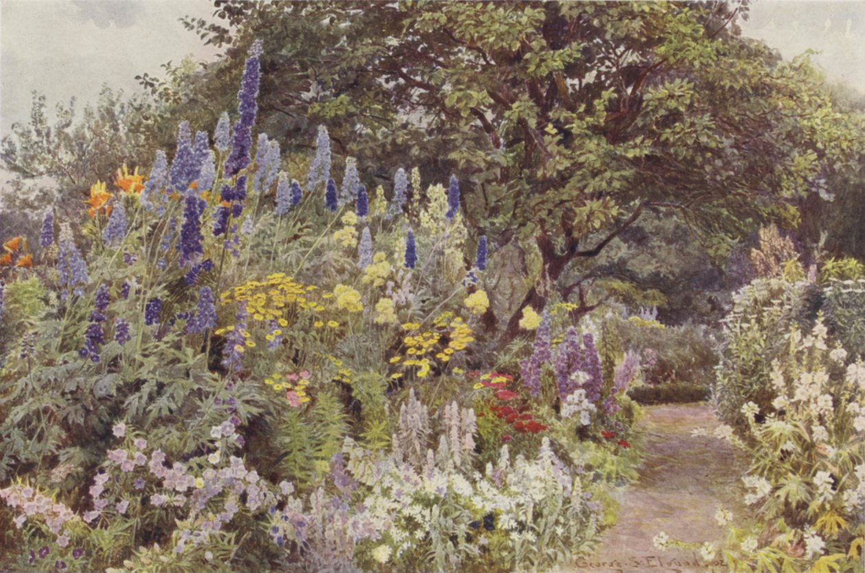 Ramscliffe, Larkspur autorstwa George Samuel Elgood