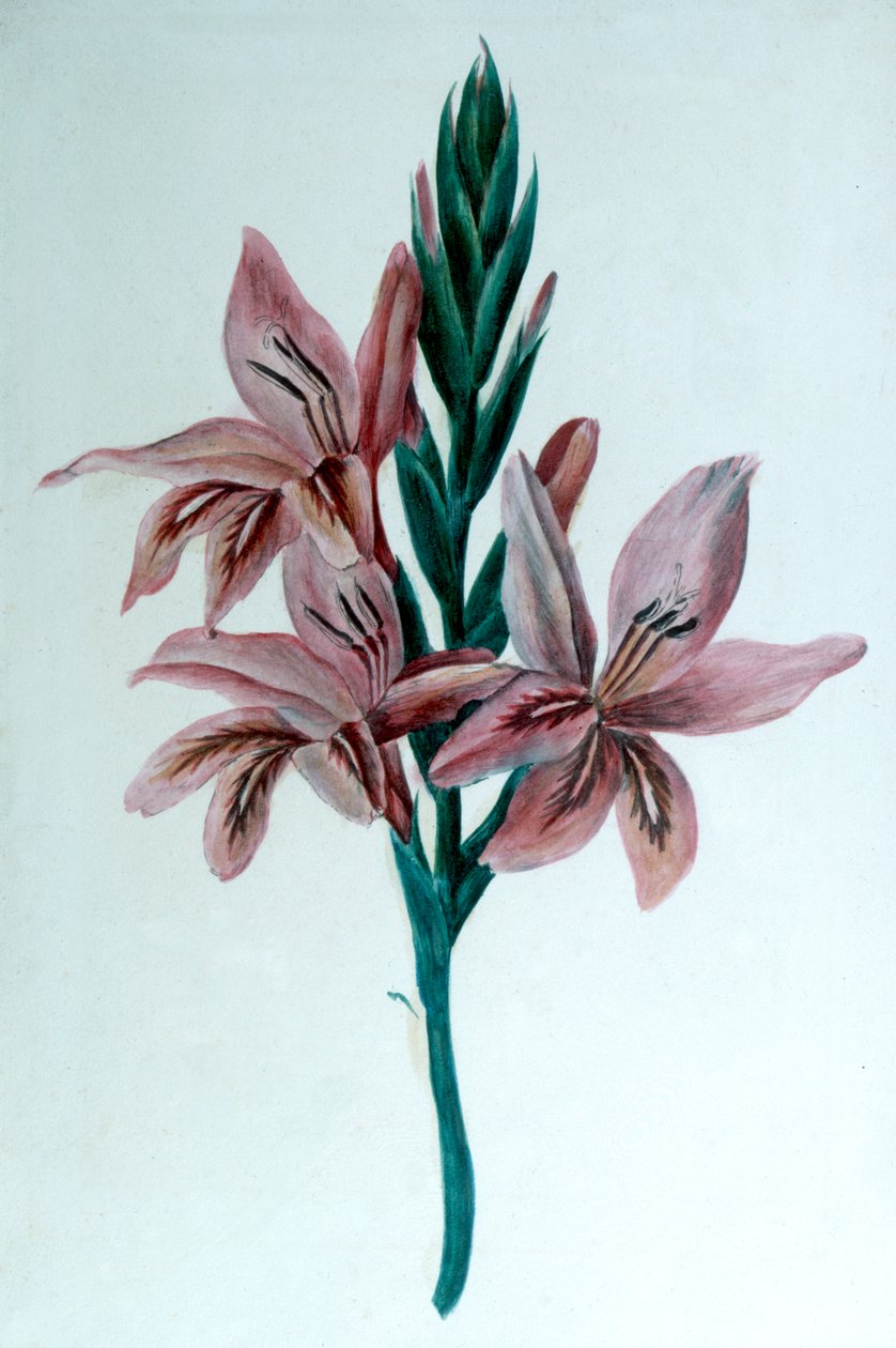 Glaieul Gladioli, XIX wiek. autorstwa George Sand