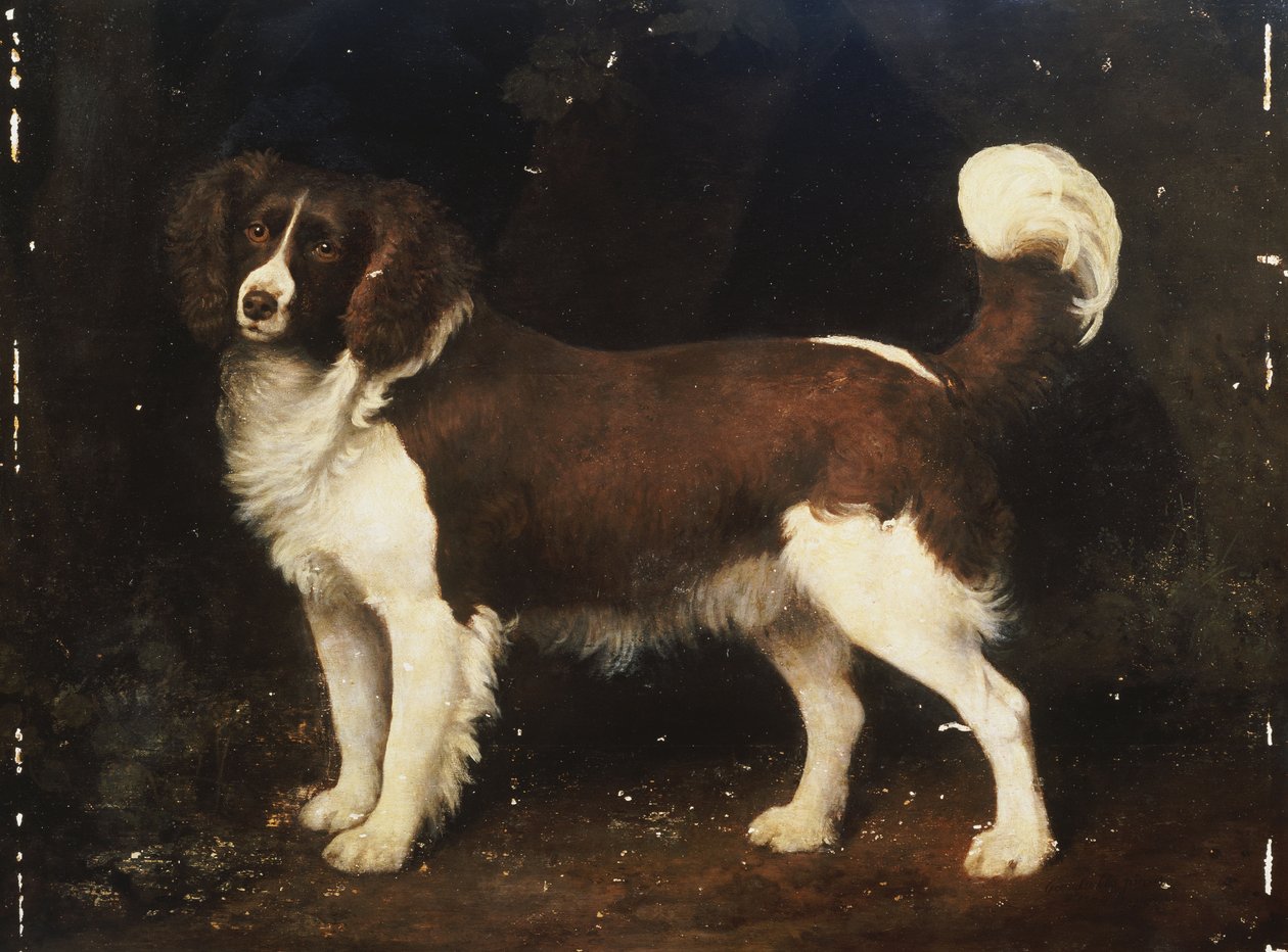 Spaniel w krajobrazie, 1784 autorstwa George Stubbs