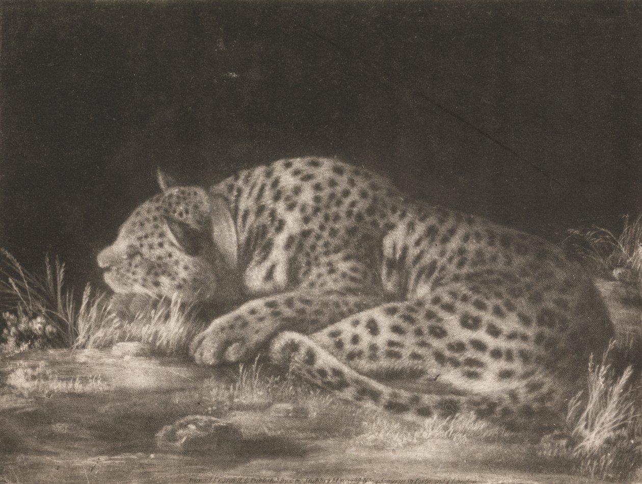 Tyger (śpiący lampart) autorstwa George Stubbs