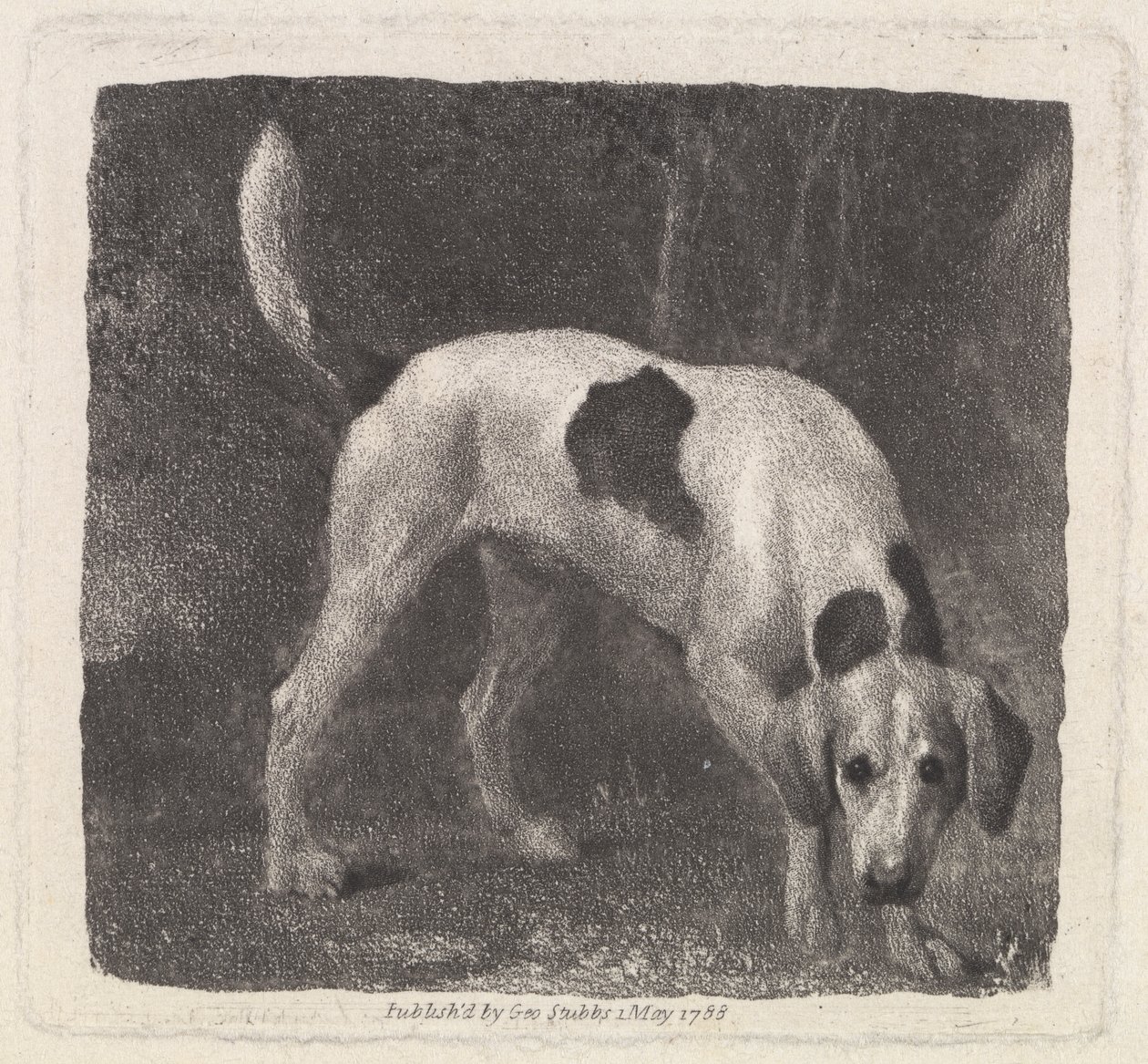 Pies [Lis ogar na zapach] autorstwa George Stubbs