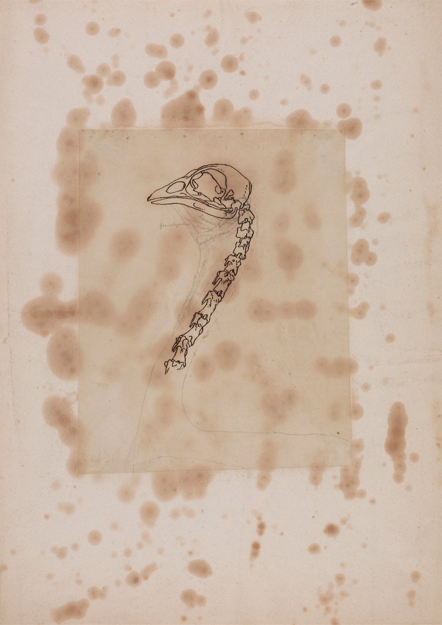 Głowa i szyja ptactwa, widok z boku autorstwa George Stubbs