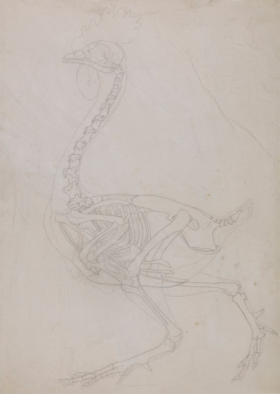 Szkielet ptactwa, widok z boku (rysunek konspektu) autorstwa George Stubbs