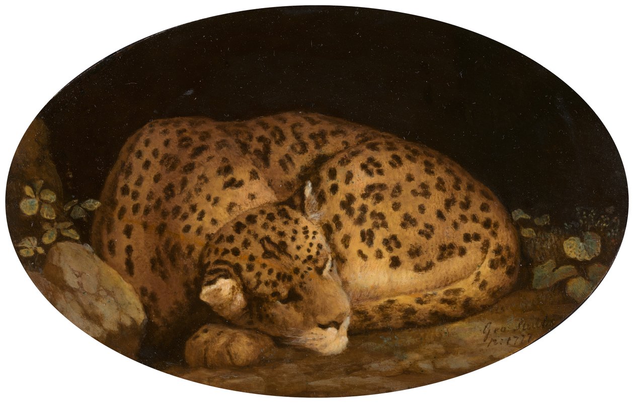 Śpiący lampart, 1777. autorstwa George Stubbs
