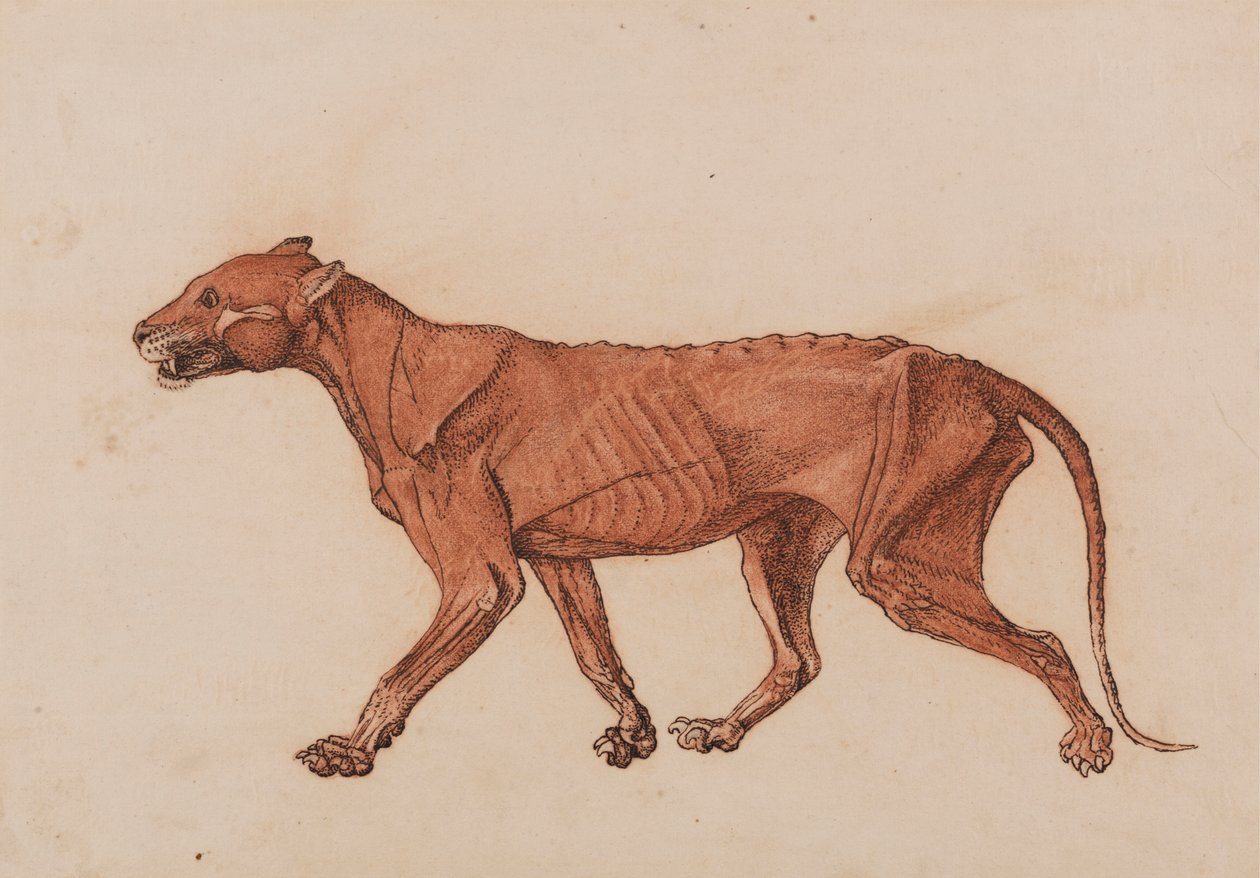 Ciało tygrysa, widok z boku autorstwa George Stubbs