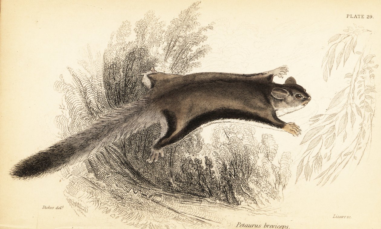 Lotopałanka karłowata, Petaurus breviceps.,1841 (grawerowanie) autorstwa Georges Robert Waterhouse