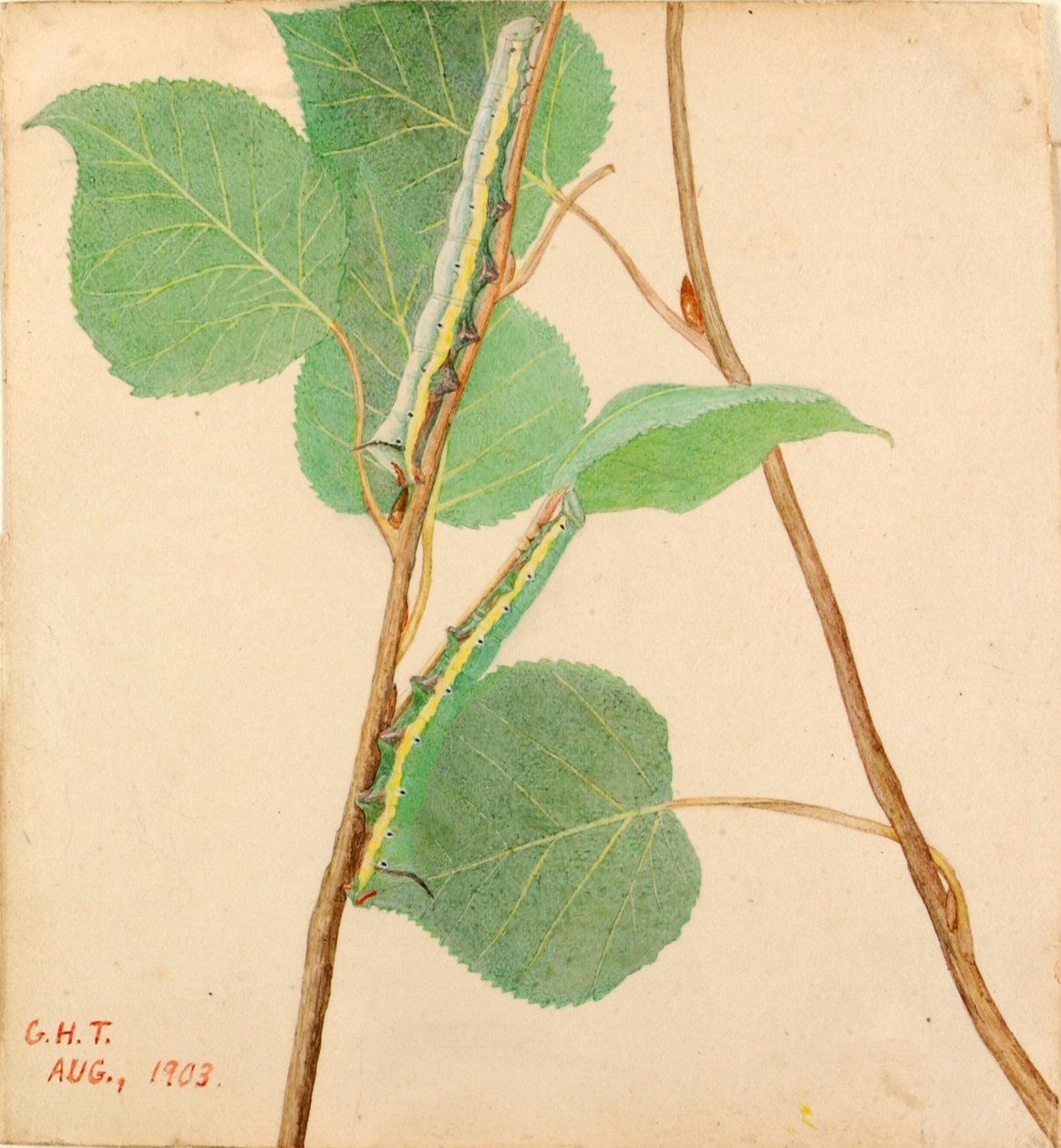 Gąsienica z lustrzanym tyłem..., początek XX wieku. autorstwa Gerald H. Thayer