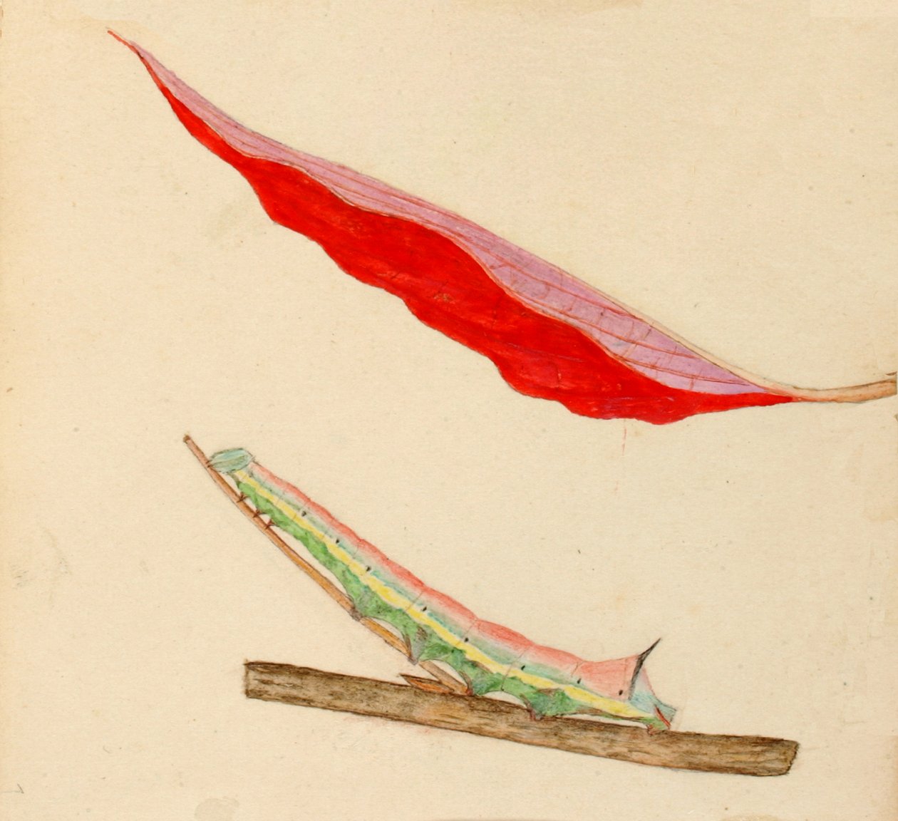 Gąsienica z lustrzanym tyłem..., początek XX wieku. autorstwa Gerald H. Thayer