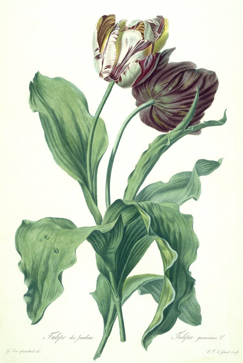 Tulipan ogrodowy, z „Opera Botanica”, grawerowane przez Le Grand, opublikowane w latach 60. XVII wieku autorstwa Gerard van Spaendonck