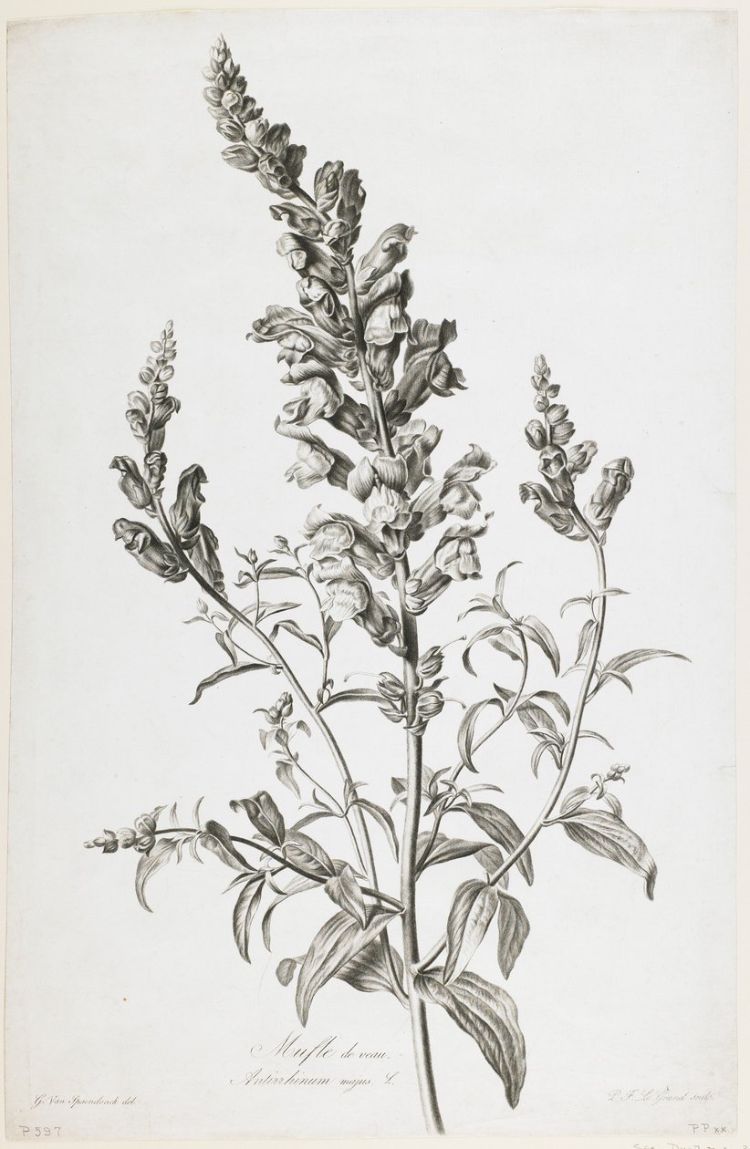 Mufle de veau, z Fleurs Dessinees d